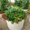 imageVego garden 32quot Extra Tall Raised Garden Bed Kits10 in 1 Modular Raised Planter Box for Vegetables Flowers Fruits Oval Metal Raised GardenModern GrayPearl White