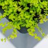 imageVego garden Raised Garden Bed 17quot Tall 27quot x 53quot Heavy Long and Large Metal Planter Box for Trees Plants Flowers DoubleWalled Modern Steel Planters for Commercial Residential Patio Midnight BlueUrban Charcoal