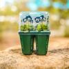 imageVego garden Seedling Suite Products 8 Pack Standard Seedling Trays with 10quot x 20quot Bottom Watering Trays10 x 10 Bottom Tray