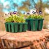imageVego garden Seedling Suite Products 8 Pack Standard Seedling Trays with 10quot x 20quot Bottom Watering Trays10 x 20 Bottom Tray