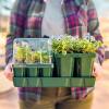 imageVego garden Seedling Suite Products 8 Pack Standard Seedling Trays with 10quot x 20quot Bottom Watering Trays10 x 20 Bottom Tray