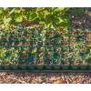 imageVego garden Seedling Suite Products 8 Pack Standard Seedling Trays with 10quot x 20quot Bottom Watering Trays10 x 20 Bottom Tray
