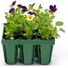 imageVego garden Standard Seedling Trays Without Lids 8 Pack Seed Trays for Seedlings Reusable Propagator Tray Growing Starter Tray Germination Trays Kit for GreenhouseGarden 8Cell per Tray8 Pack