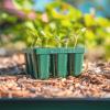 imageVego garden Standard Seedling Trays Without Lids 8 Pack Seed Trays for Seedlings Reusable Propagator Tray Growing Starter Tray Germination Trays Kit for GreenhouseGarden 8Cell per Tray32 Pack