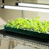 imageVego garden Standard Seedling Trays Without Lids 8 Pack Seed Trays for Seedlings Reusable Propagator Tray Growing Starter Tray Germination Trays Kit for GreenhouseGarden 8Cell per Tray1 Pack