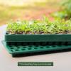 imageVego garden Standard Seedling Trays Without Lids 8 Pack Seed Trays for Seedlings Reusable Propagator Tray Growing Starter Tray Germination Trays Kit for GreenhouseGarden 8Cell per Tray1 Pack