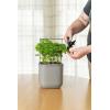 imageVego garden Mini Planter Indoor Pots with Trellis SelfWatering Herb Countertop Planter for Climbing Vegetables Flowers Mint Plants Cage Cream WhiteFog Gray