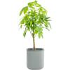 imageVego garden Planters for Outdoor ampamp Indoor Plants Large Plant Pots with Self Watering 15quot Tall Large Plant Pots with Trellis for Flowers Plants Decor Cream WhiteFog Gray