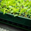 imageVego garden Giga Seedling Trays  8 Pack 9Cell UVResistant Reusable Starter Trays for GreenhouseGarden No Lids2 Packs