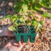 imageVego garden Giga Seedling Trays  8 Pack 9Cell UVResistant Reusable Starter Trays for GreenhouseGarden No Lids32 Packs