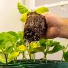 imageVego garden Giga Seedling Trays  8 Pack 9Cell UVResistant Reusable Starter Trays for GreenhouseGarden No Lids4 Packs