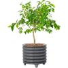 imageRolling Metal Citrus Tree Planter Pot 21 Round Planter Box for Porch Patio ampamp Backyard 20 Gallon Large Planter Pot with Wheels for Growing Trees Tomatoes Vegetables and Flowers Olive GreenModern Gray