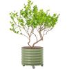 imageRolling Metal Citrus Tree Planter Pot 21 Round Planter Box for Porch Patio ampamp Backyard 20 Gallon Large Planter Pot with Wheels for Growing Trees Tomatoes Vegetables and Flowers Olive GreenOlive Green