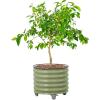 imageRolling Metal Citrus Tree Planter Pot 21 Round Planter Box for Porch Patio ampamp Backyard 20 Gallon Large Planter Pot with Wheels for Growing Trees Tomatoes Vegetables and Flowers Olive GreenOlive Green