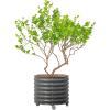 imageRolling Metal Citrus Tree Planter Pot 21 Round Planter Box for Porch Patio ampamp Backyard 20 Gallon Large Planter Pot with Wheels for Growing Trees Tomatoes Vegetables and Flowers Olive GreenModern Gray