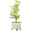 imageRolling Metal Citrus Tree Planter Pot 21 Round Planter Box for Porch Patio ampamp Backyard 20 Gallon Large Planter Pot with Wheels for Growing Trees Tomatoes Vegetables and Flowers Olive GreenPearl White