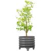 imageRolling Metal Citrus Tree Planter Pot 21 Round Planter Box for Porch Patio ampamp Backyard 20 Gallon Large Planter Pot with Wheels for Growing Trees Tomatoes Vegetables and Flowers Olive GreenModern Gray