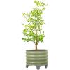 imageRolling Metal Citrus Tree Planter Pot 21 Round Planter Box for Porch Patio ampamp Backyard 20 Gallon Large Planter Pot with Wheels for Growing Trees Tomatoes Vegetables and Flowers Olive GreenOlive Green
