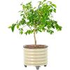 imageRolling Metal Citrus Tree Planter Pot 21 Round Planter Box for Porch Patio ampamp Backyard 20 Gallon Large Planter Pot with Wheels for Growing Trees Tomatoes Vegetables and Flowers Olive GreenPearl White