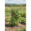 image:imageVego Garden Tomato Cage 165 Square HeavyDuty for Garden amp Pots RustResistant Tomato Stackable Plant Cage Trellis Support for Climbing Vegetables Plants3 Pack